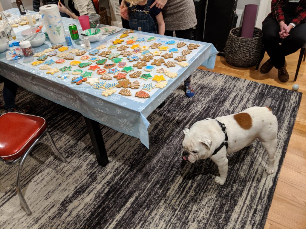 Ziggy the bulldog hovering around a table covered in newly-decorated Christmas cookies