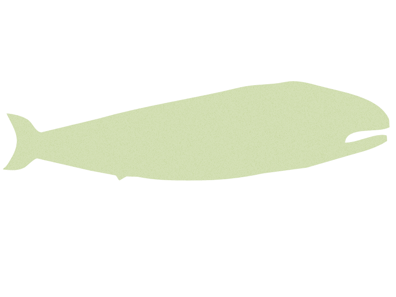 whale