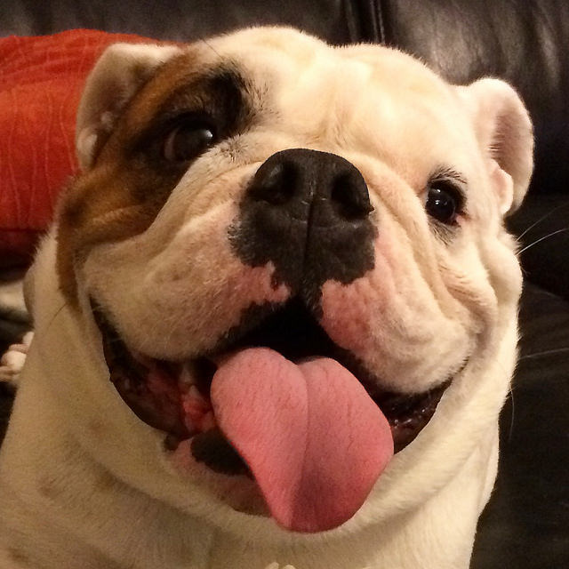 Ziggy the bulldog smiling