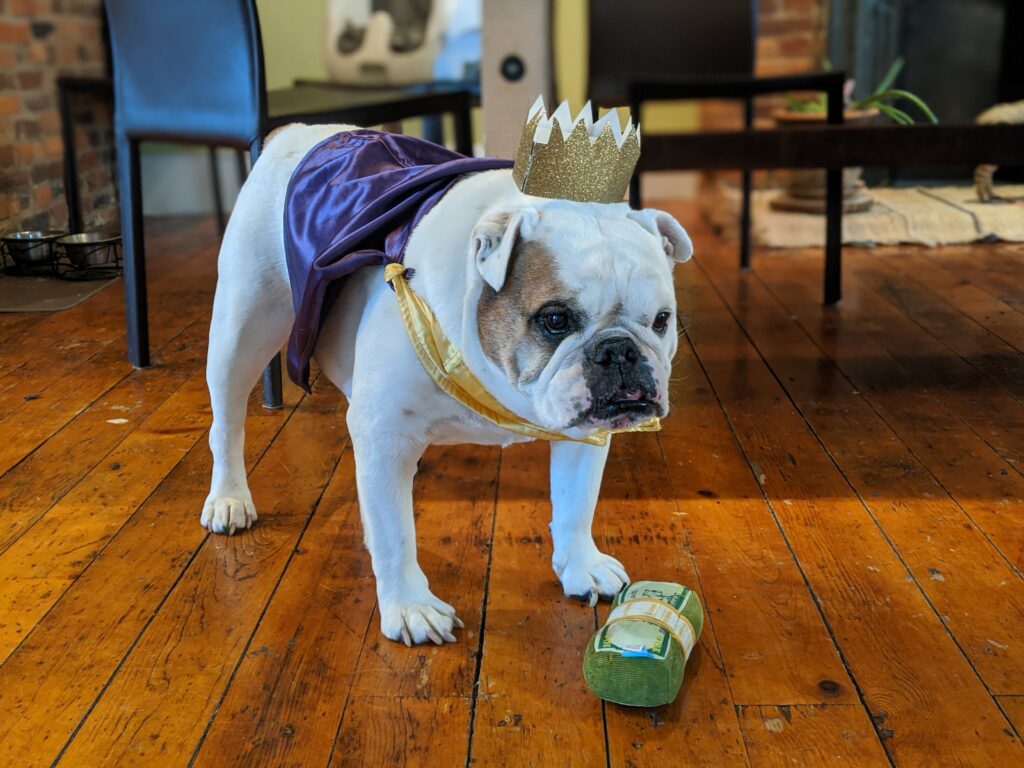 Ziggy wearing a crown and purple satin cape with a money chew toy.