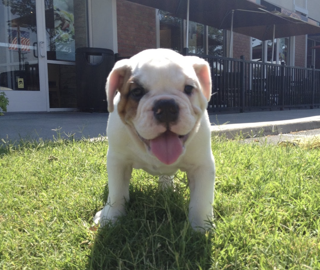 Ziggy as a 3-month old puppy, smiling with his tongue out.