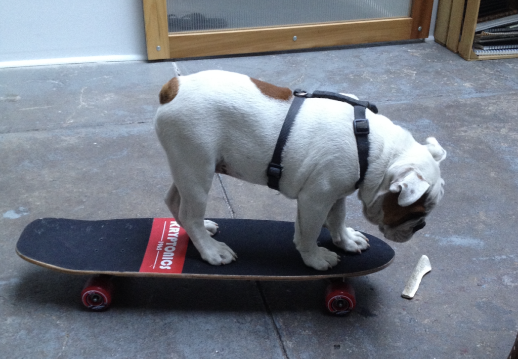 Ziggy on a skateboard looking at a bone.