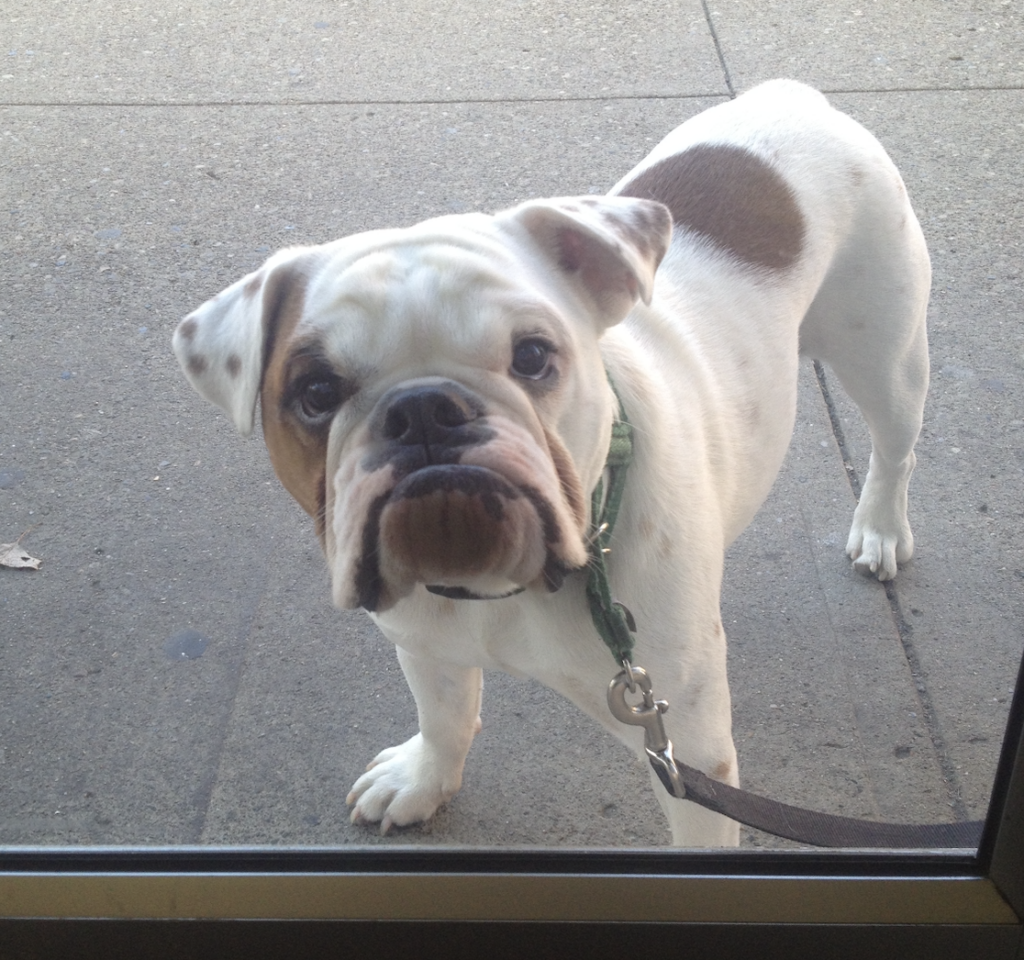 Ziggy begging to get into a deli, with a frown on his face.