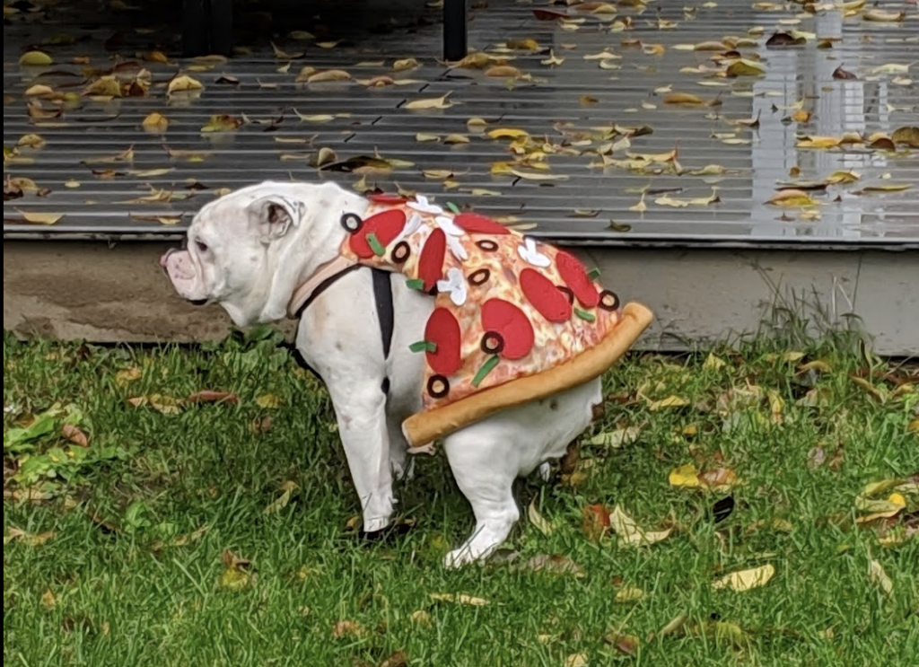 Ziggy pooping while wearing a pizza outfit