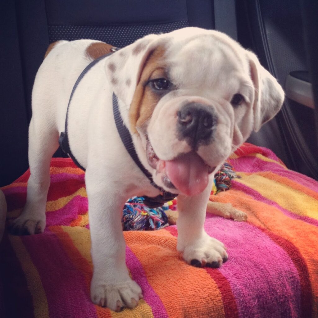 Ziggy the 3-month old puppy in the back seat of a car