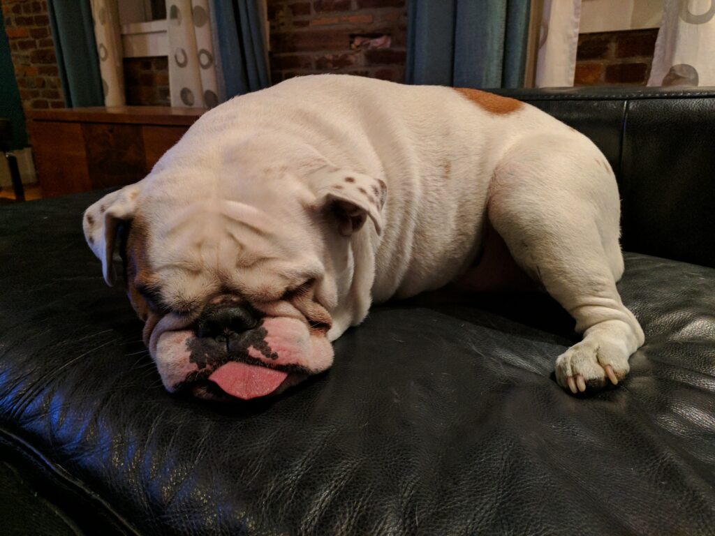 Ziggy curled up on the couch with his tongue out