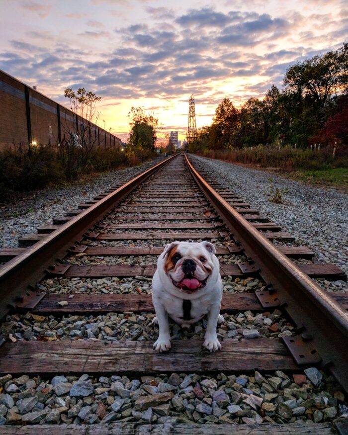 Ziggy standing on some traintracks with a sunset in the background.