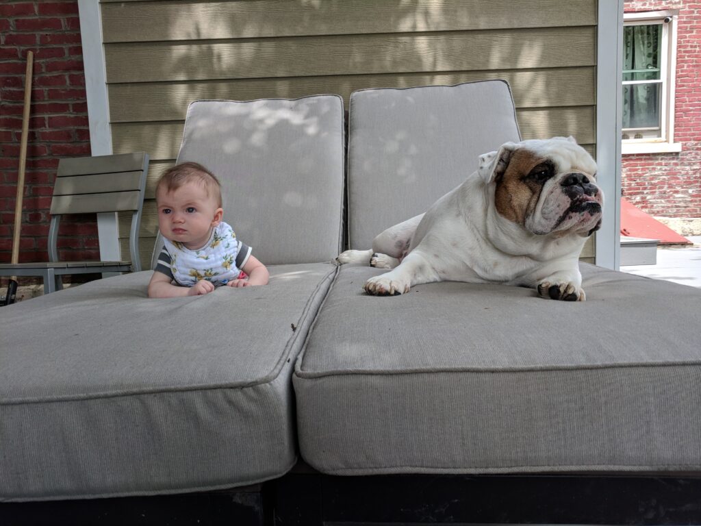 Ziggy and Ella laying on chaise lounges