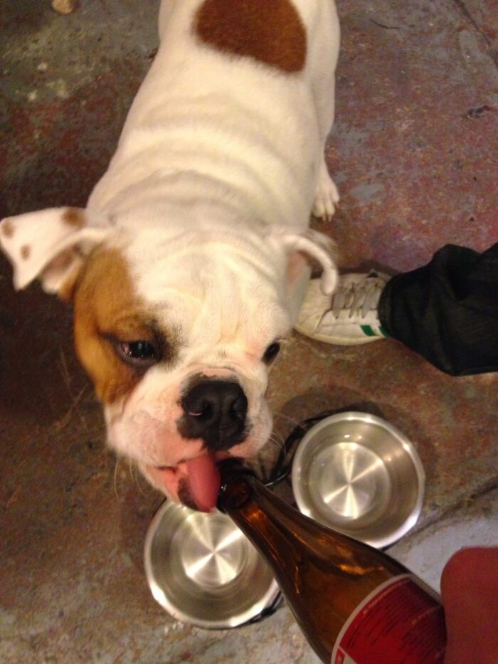 Ziggy drinking doggy beer.