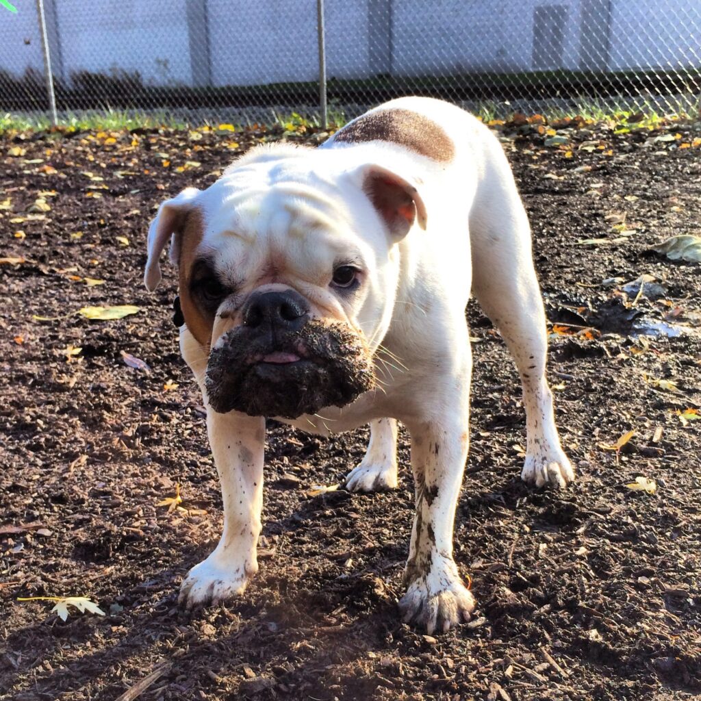 Ziggy with a big beard made out of mud