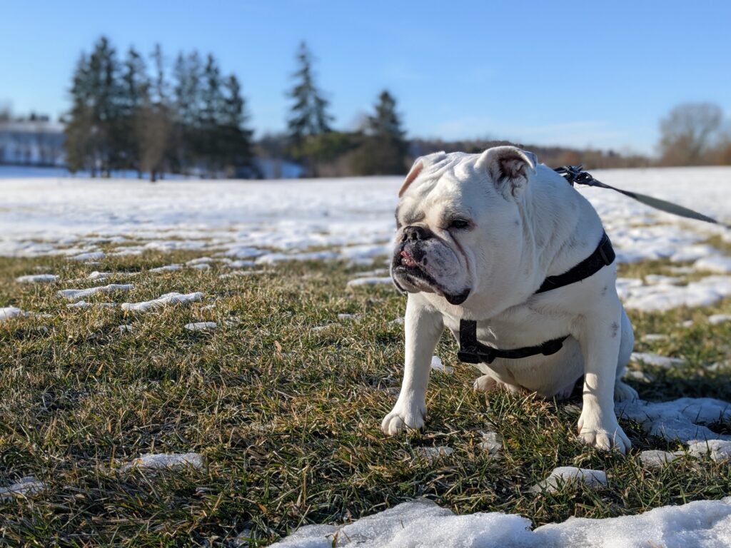 Ziggy standing in a snowy field looking out over a park.