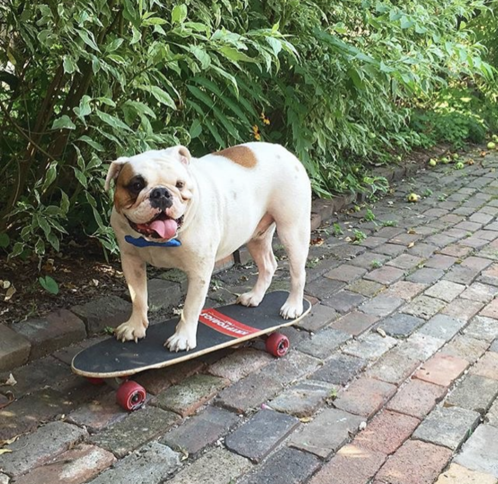 Ziggy wearing a bowtie on a skateboard