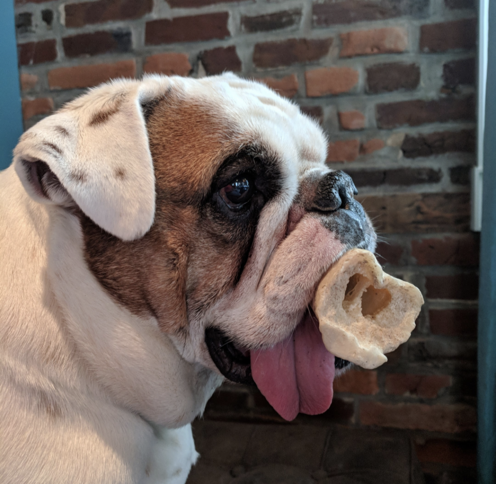 A profile of Ziggy with a bone in his mouth and his tongue hanging out the side of his mouth