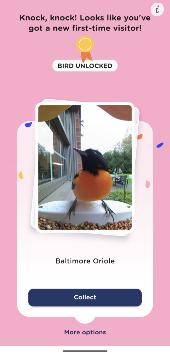 Screenshot of Bird Buddy's app that has a notification that reads "Knock, knock! Looks like you've got a new first-time visitor!" with a picture of a Baltimore oriole.