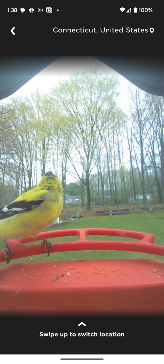 A Bird Buddy live stream from Connecticut, US