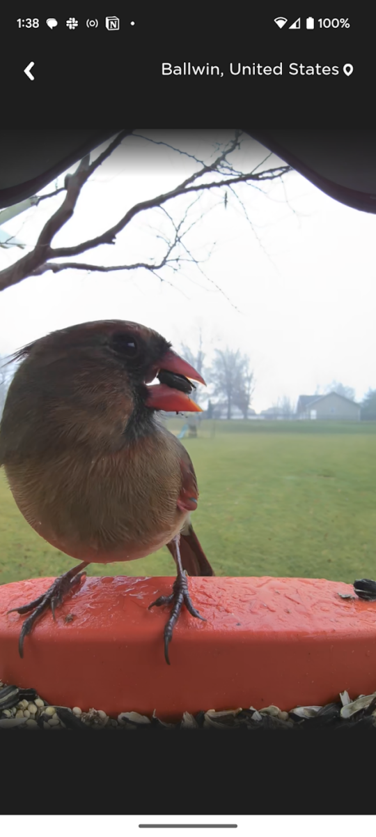 A Bird Buddy live stream of a northern cardinal in Ballwin, US.