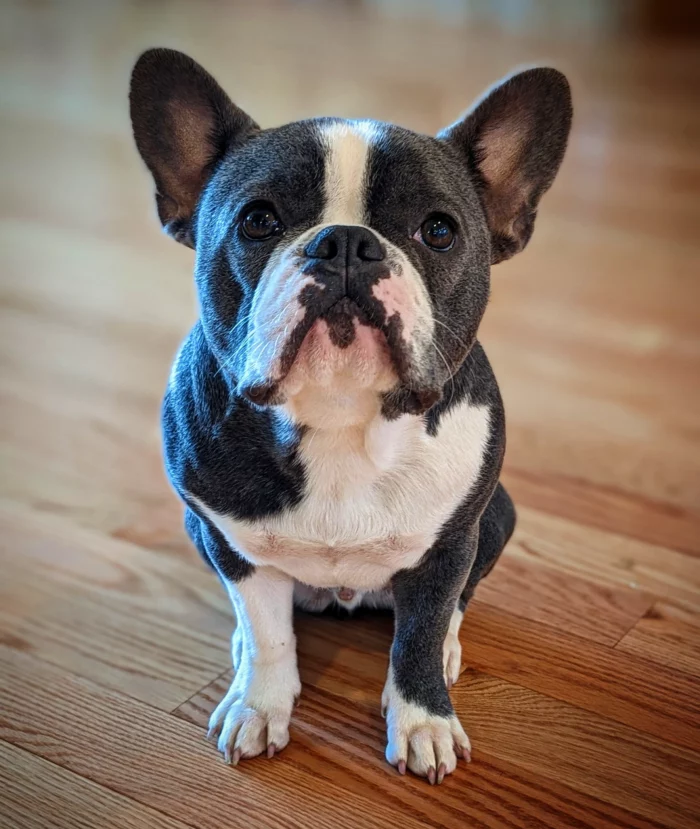 Bootsy the French bulldog looking at the the camera